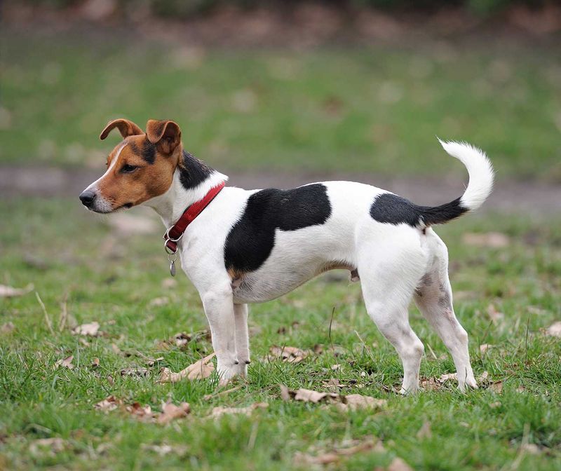 Jack Russell Terrier