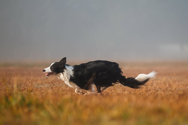 Border Collie