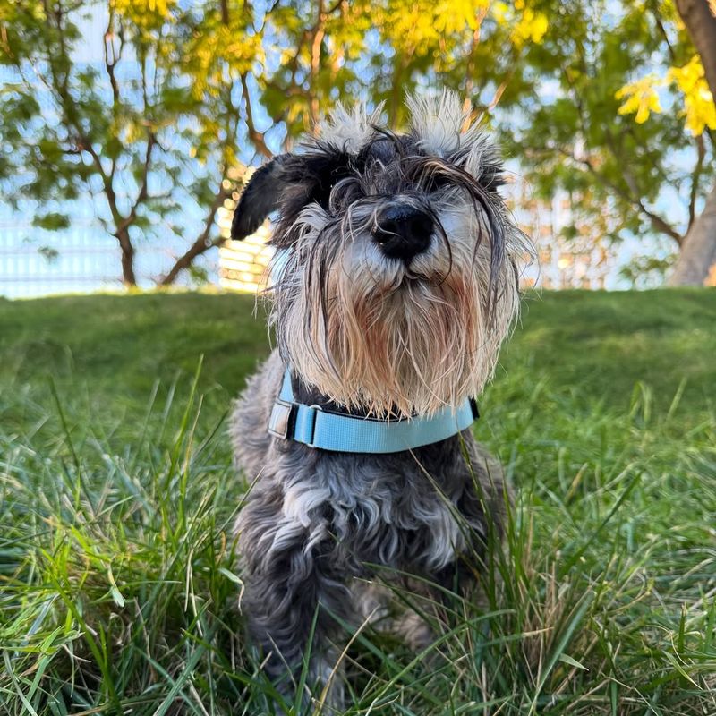 Schnauzer