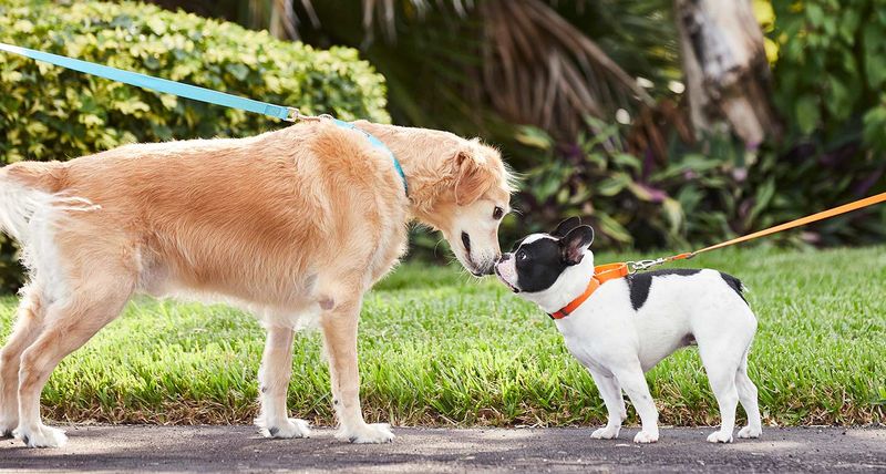 Senior Dog Socialization