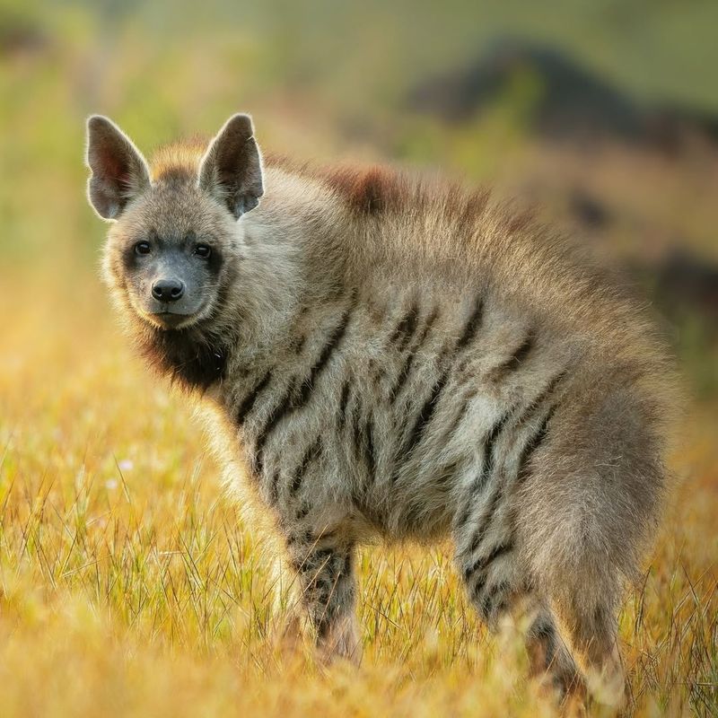 Hyenas