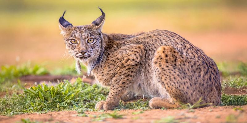 Iberian Lynx