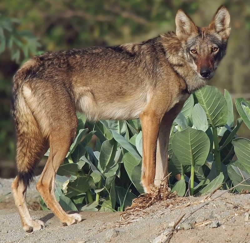 Arabian Wolf