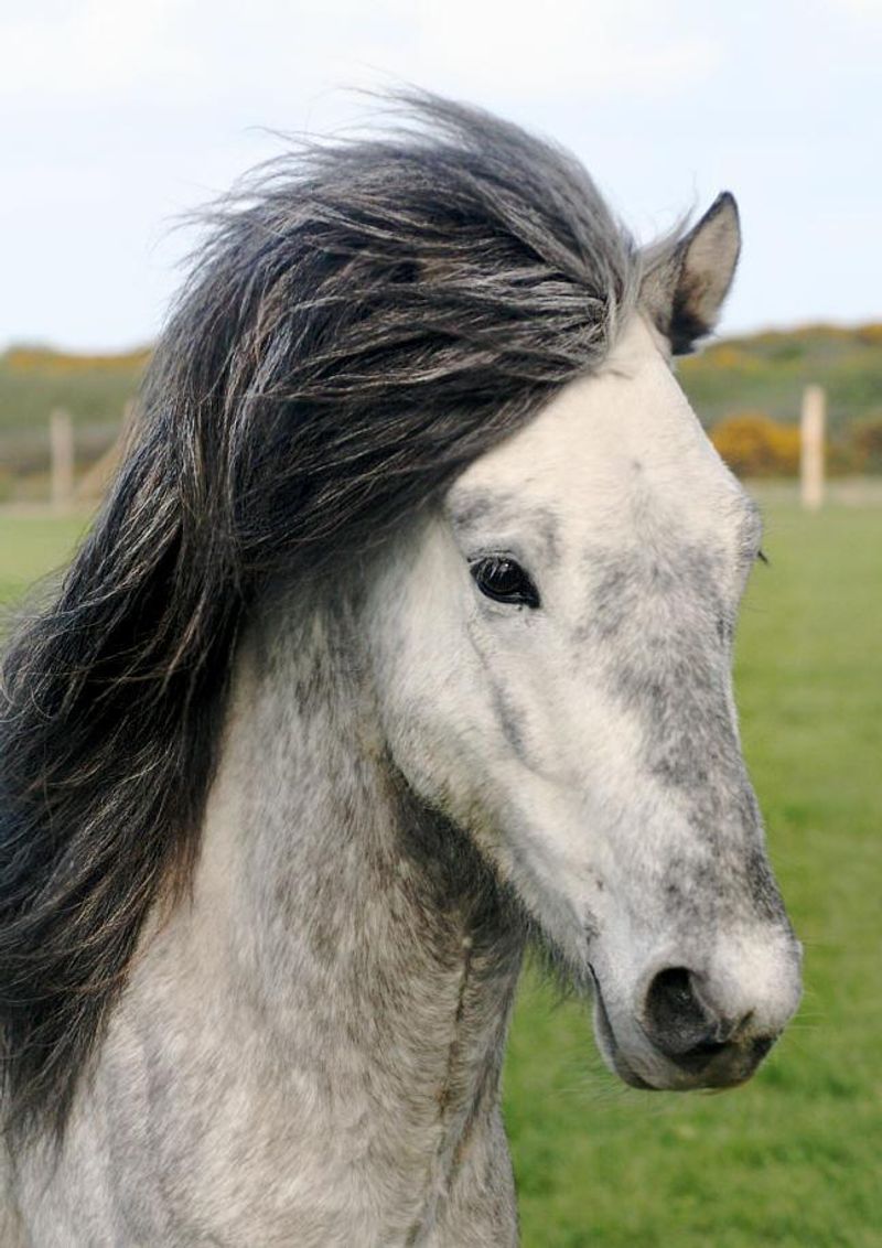 Icelandic Horse