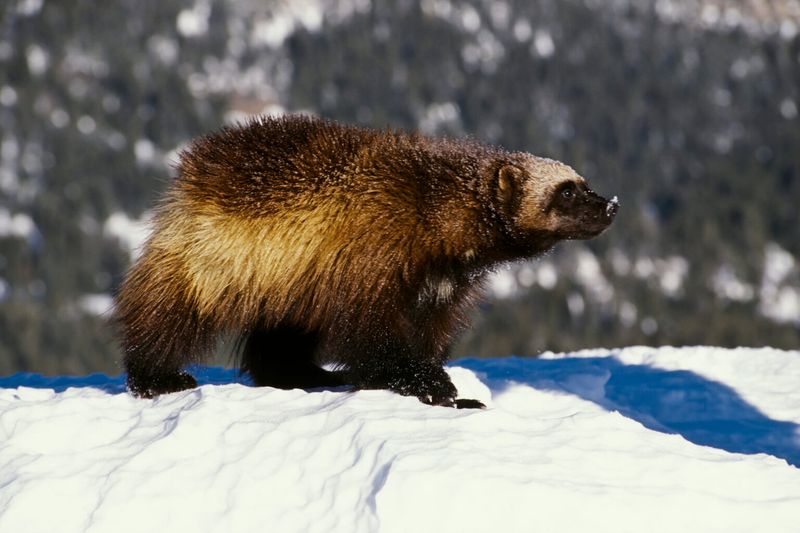 Idaho