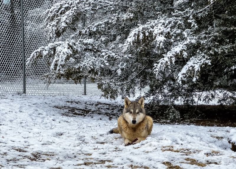 Michigan: Wolves Of The Upper Peninsula