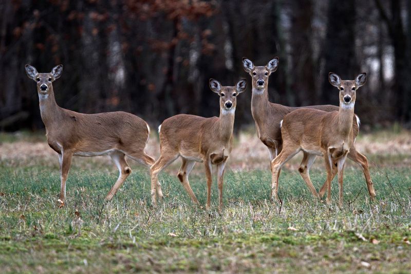 Illinois - White-tailed Deer