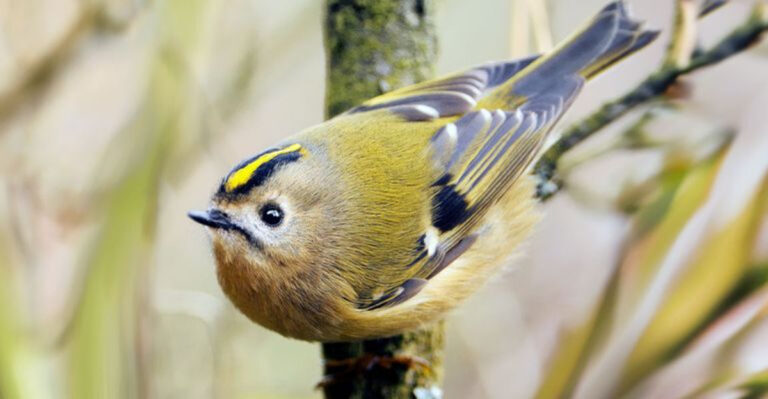 If These 12 Birds Visit Your Garden, You’re Doing Everything Right