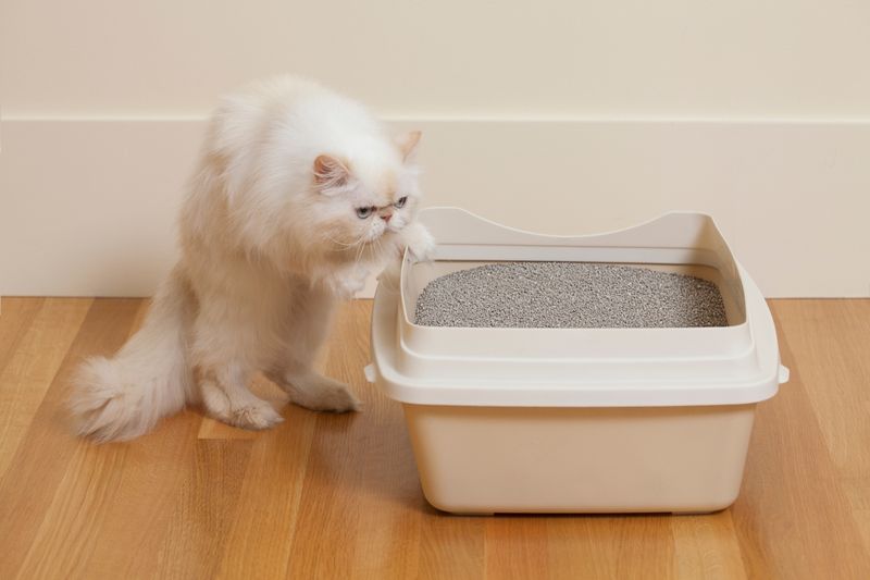 Ignoring The Litter Box