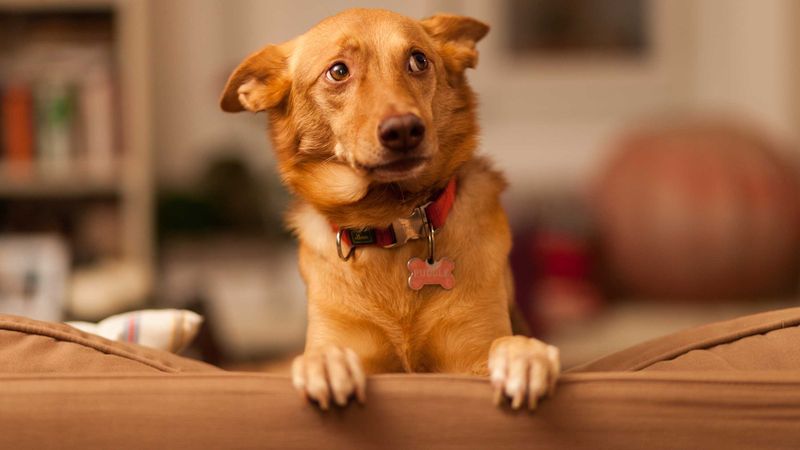 Ignoring Your Commands On Purpose