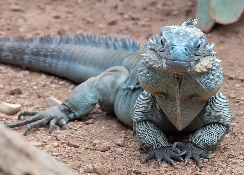 Iguanas