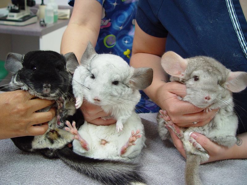 Chinchillas