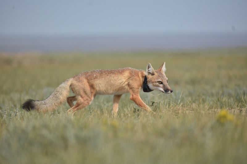 Wyoming - Swift Fox