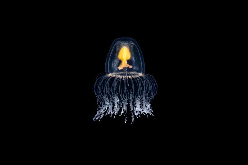 Immortal Jellyfish