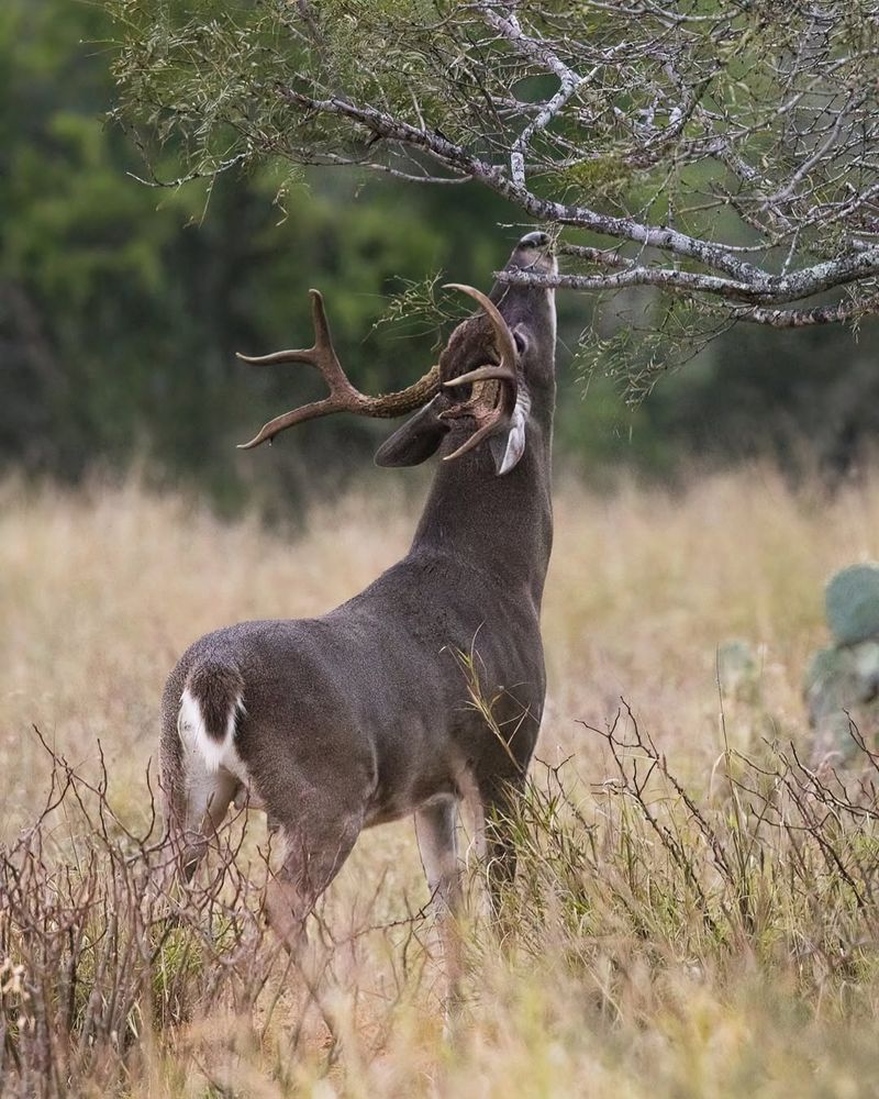 Deer's Role In The Ecosystem