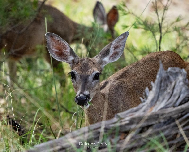 Impact On Ecosystems