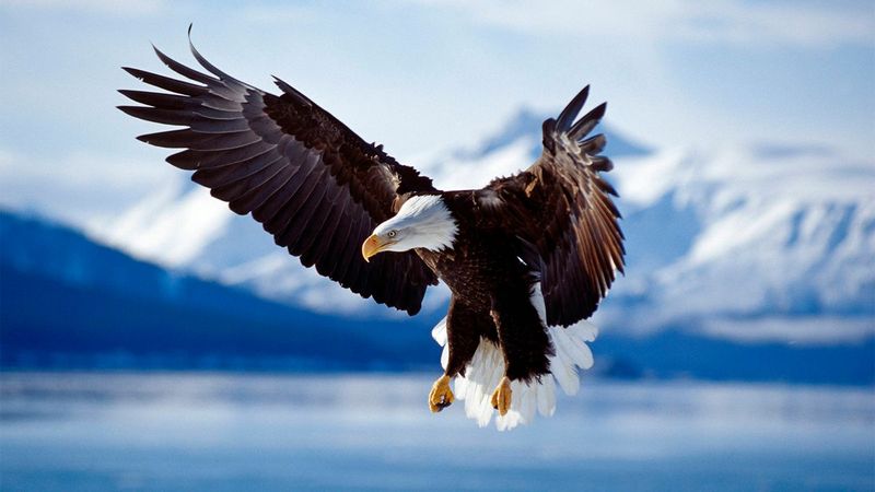 Impressive Wingspan