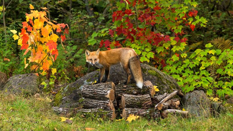 In Piles Of Wood Or Debris