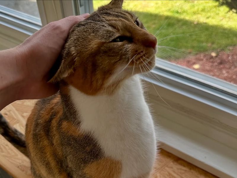 Independent Yet Affectionate