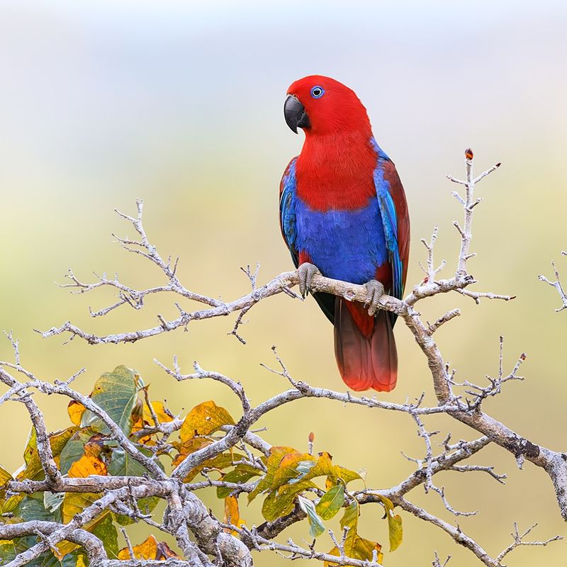 Eclectus Parrot