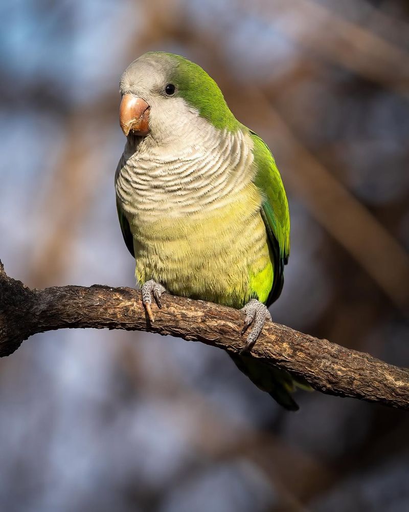 Quaker Parrot