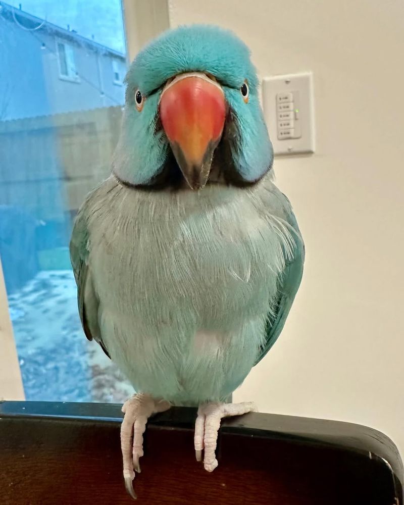 Indian Ringneck Parakeet