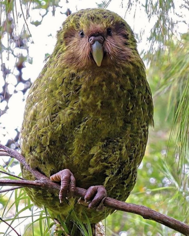 Kakapo