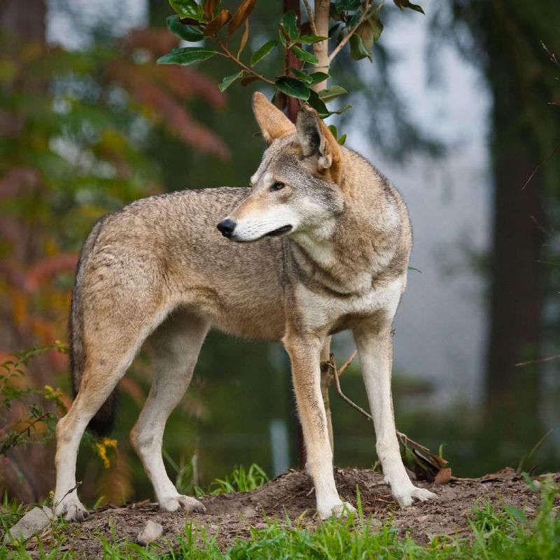 Italian Wolf (Canis Lupus Italicus)