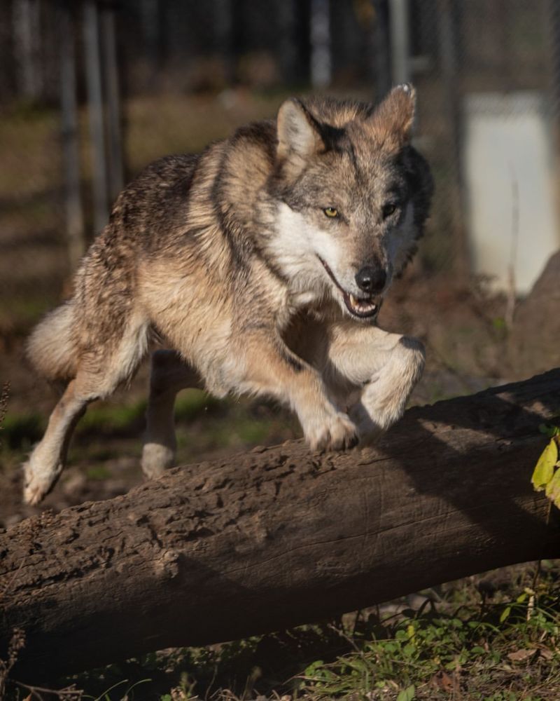 Mexican Wolf: A Comeback Story