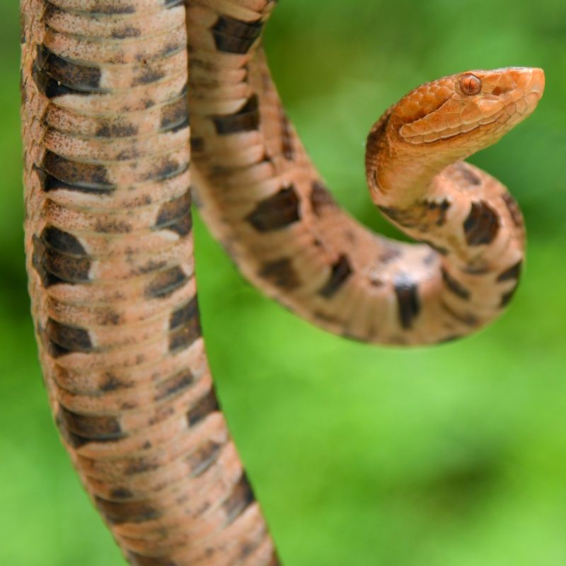 Indiana