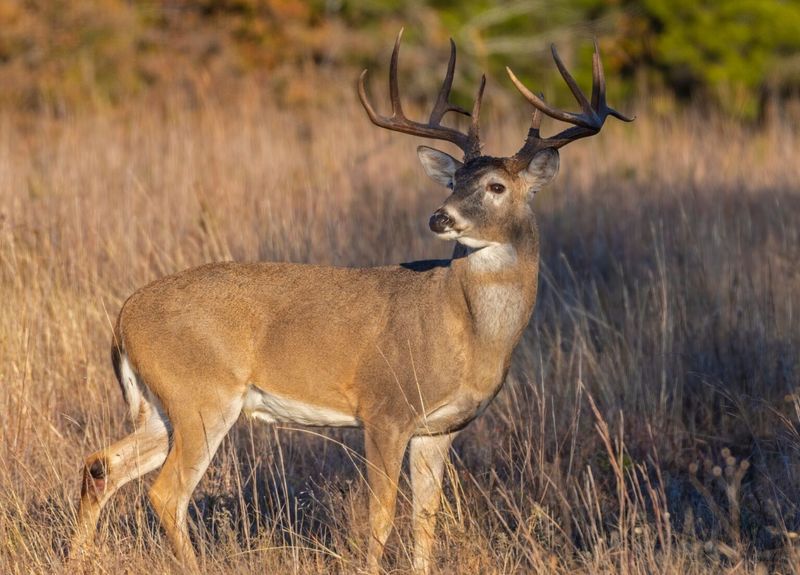 Iowa - White-tailed Deer