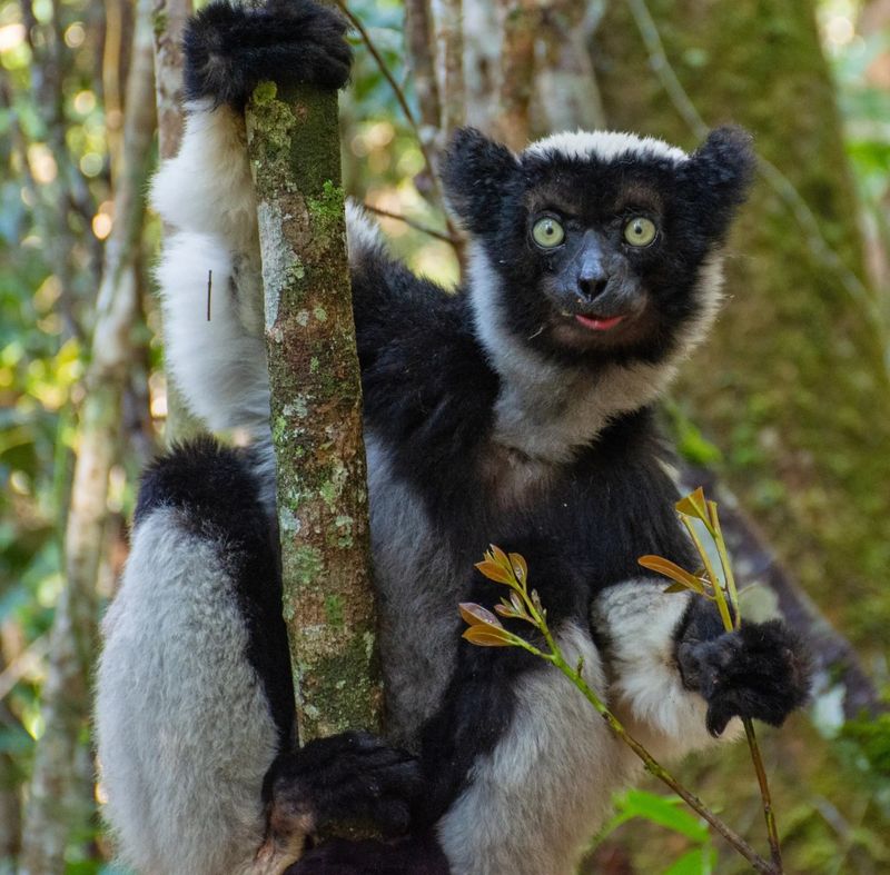 Indri