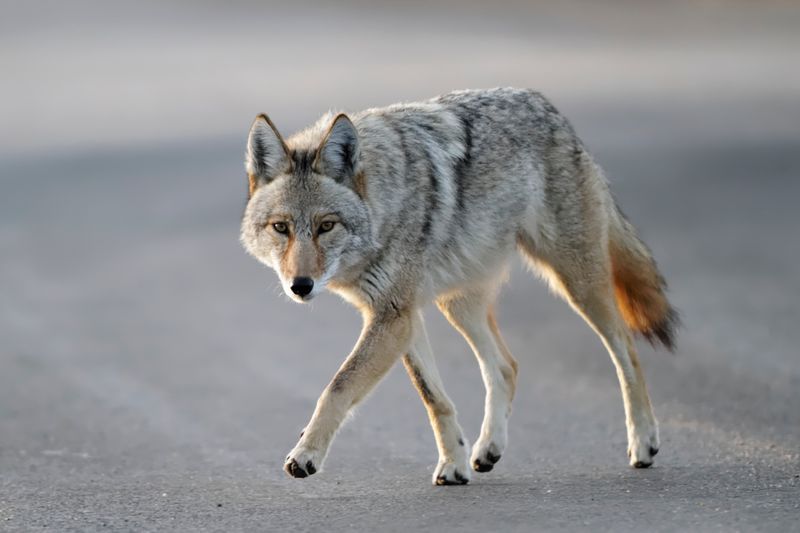 Use Coyote Deterrents