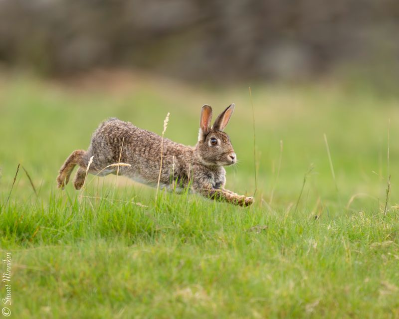 Adopt A Garden-Friendly Pet