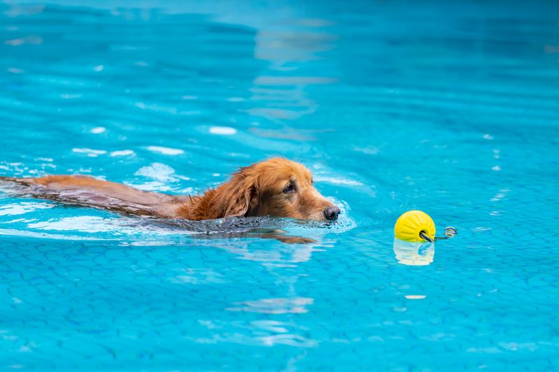 Hydrotherapy Sessions