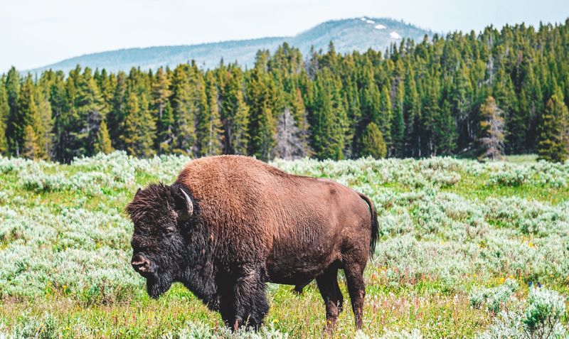 Kansas - American Bison