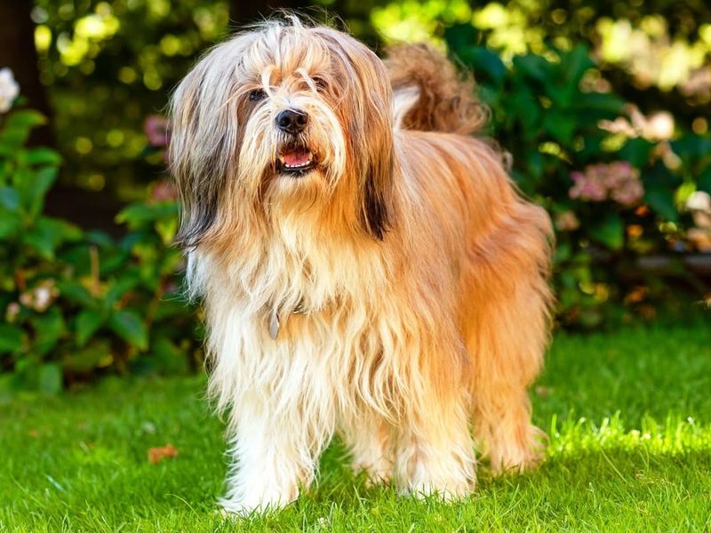 Tibetan Terrier