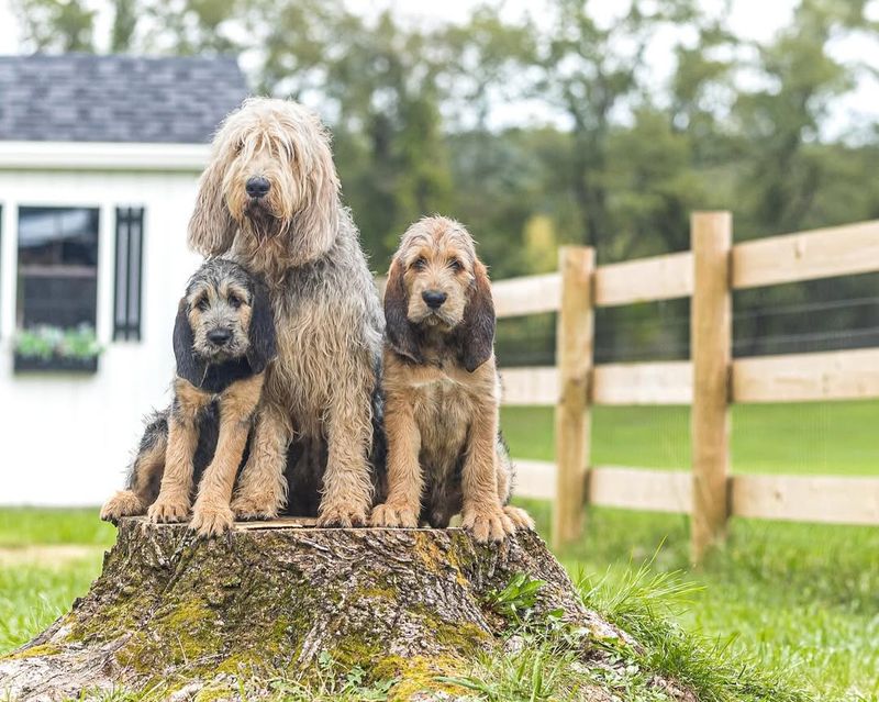 Otterhound