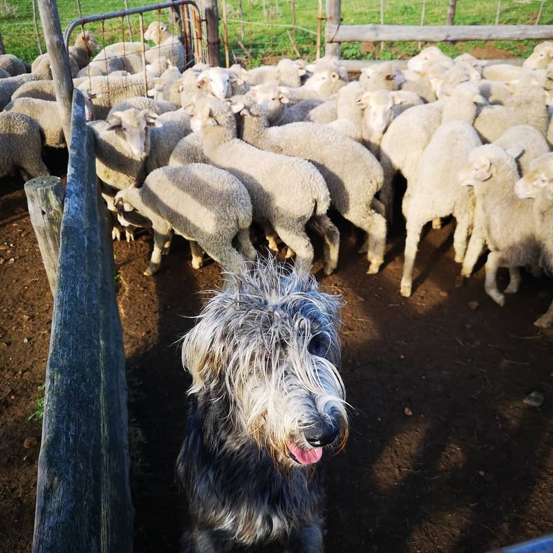 Irish Wolfhound