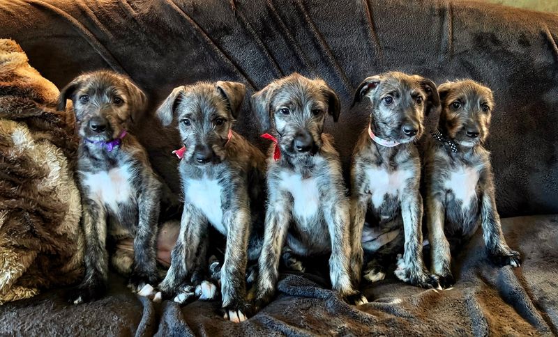 Irish Wolfhound