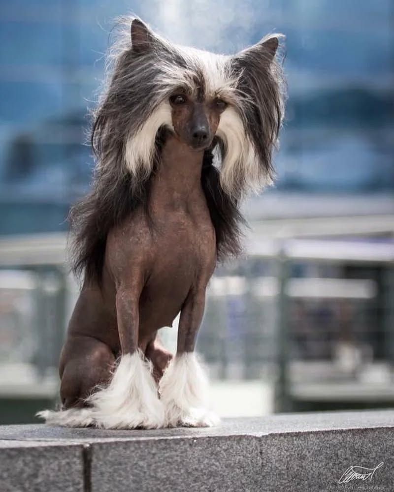 Chinese Crested