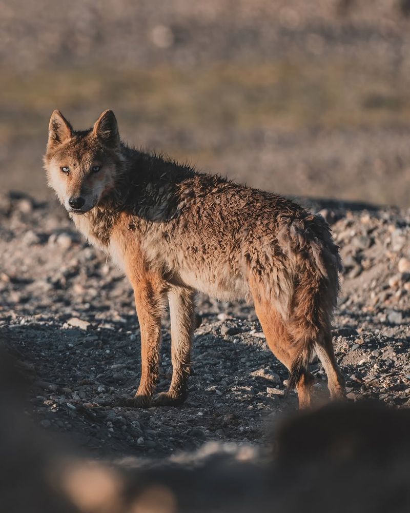 Himalayan Wolf (Canis Lupus Chanco)