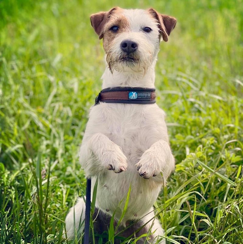 Jack Russell Terrier