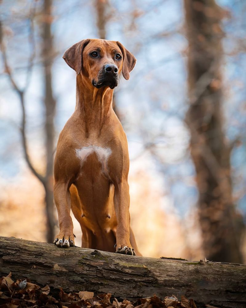 Rhodesian Ridgeback