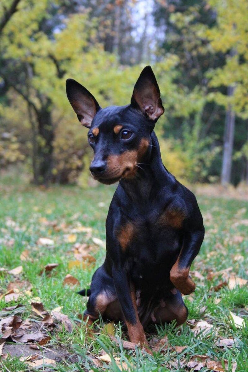 Toy Manchester Terrier