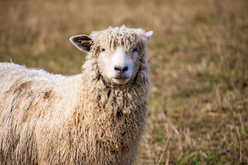 Cotswold Sheep