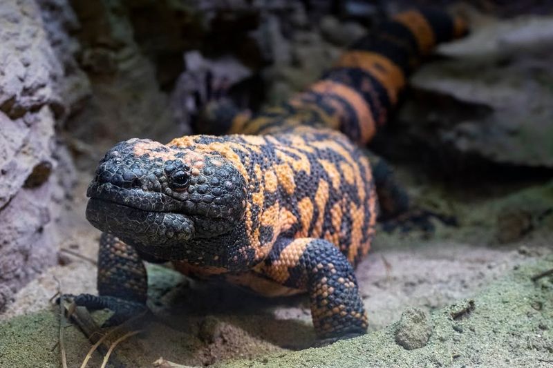 Gila Monsters