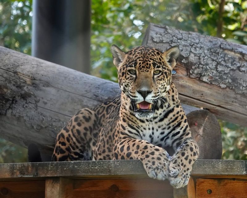 Jaguars