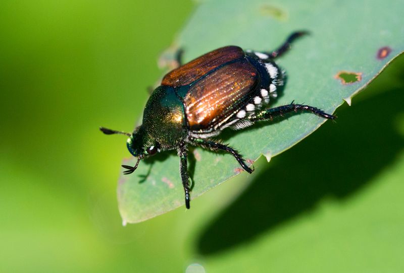 Japanese Beetles