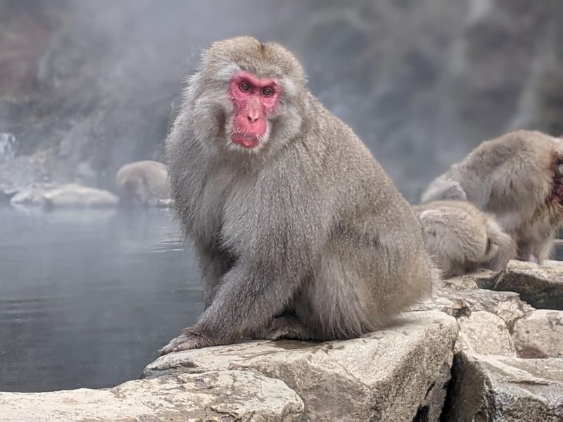 Japanese Macaque